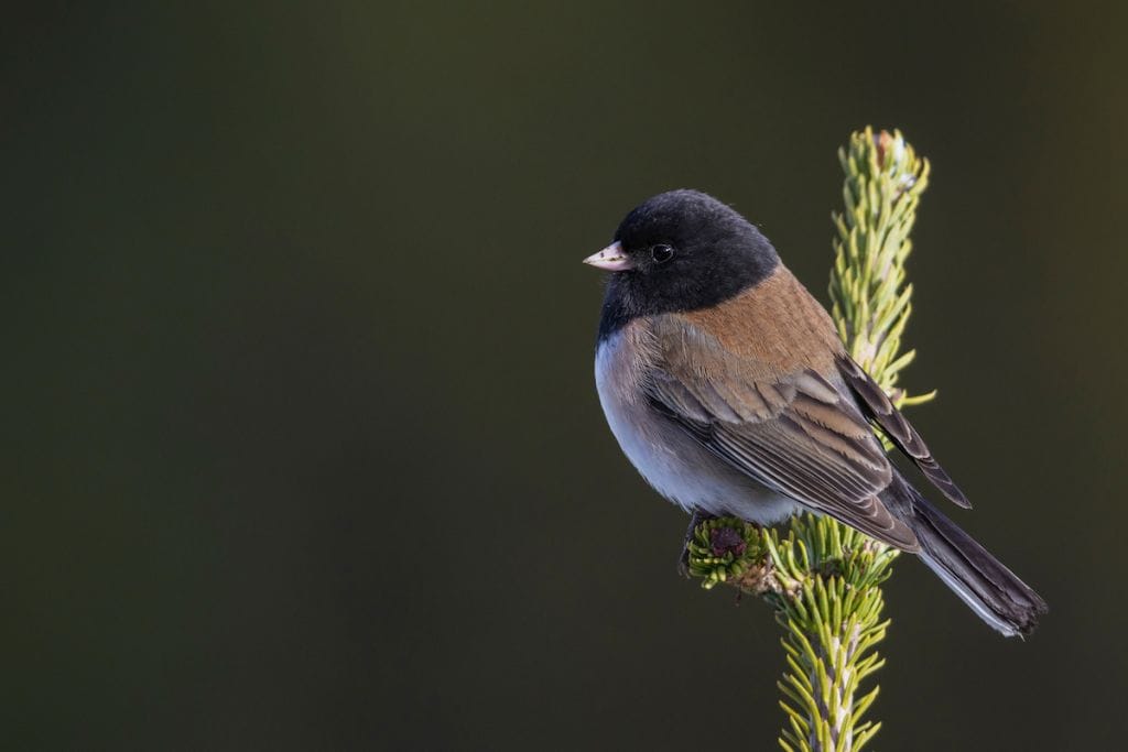 Oregon Junco perched on a spruce branch.