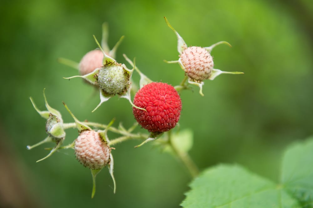 Red thimbleberry ripening. 