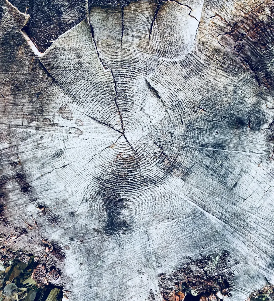A close-up photograph of a stump, revealing all the tree rings of an old tree. 