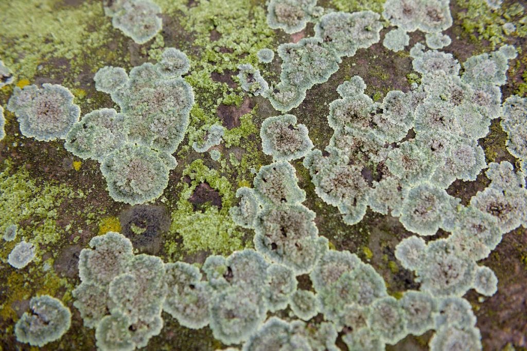 Patches of Lecanora lichen.
