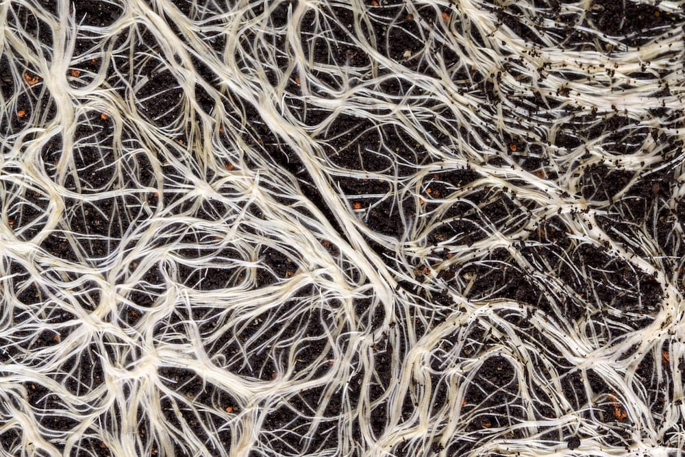 Mycelium network in soil.