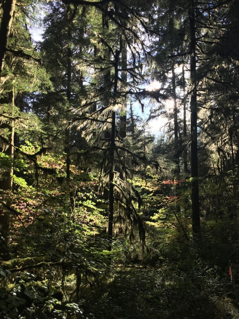 Photo of sunlight filtering through the dense verdant forest at the Andrews.