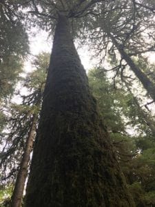 Photo looking up the mossy trunk of an old coniferous tree at the Andrews.