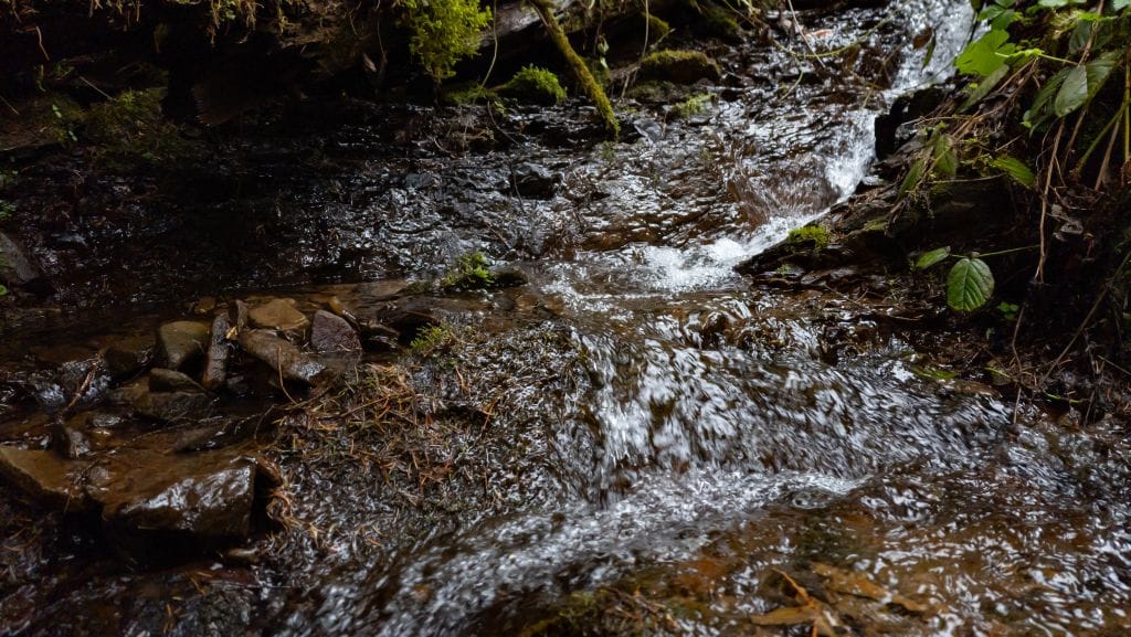 Stream running through the forest.