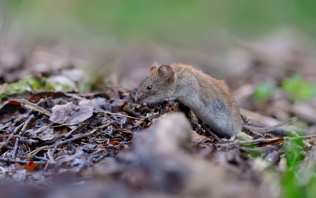 Vole on the forest floor.