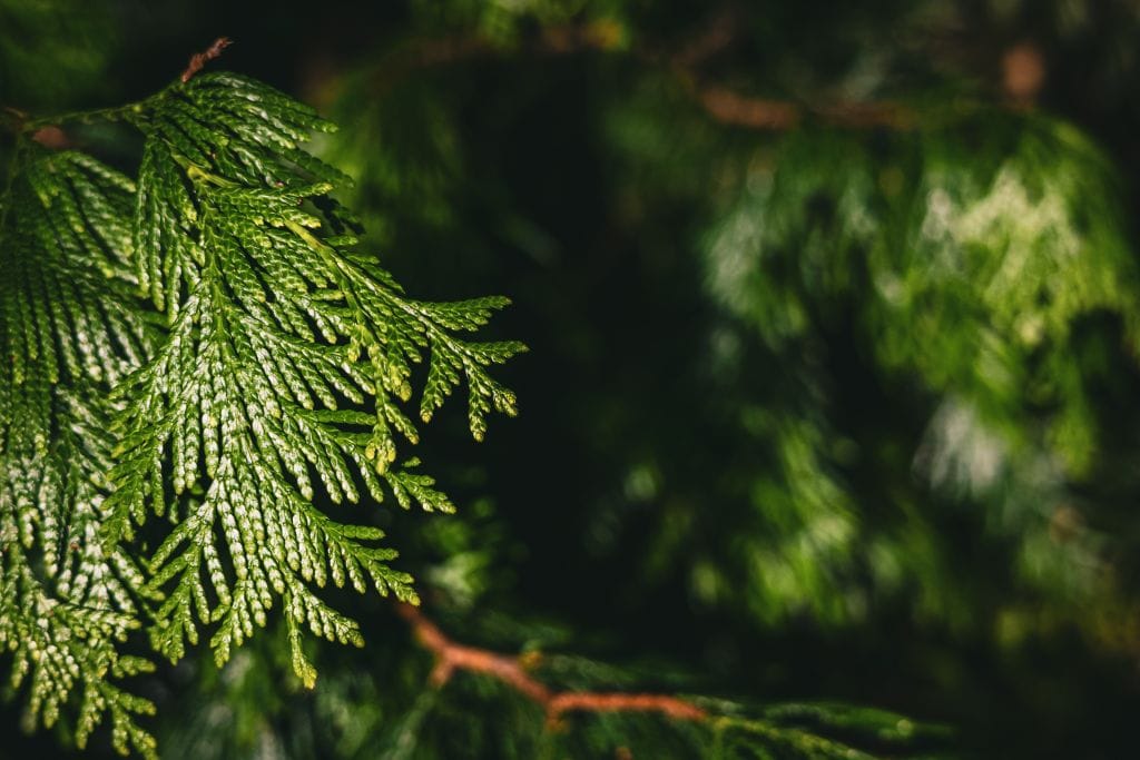 Sunlight hitting the needles of a western red cedar. 
