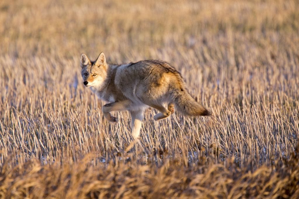 Photo of a coyote running in a field.