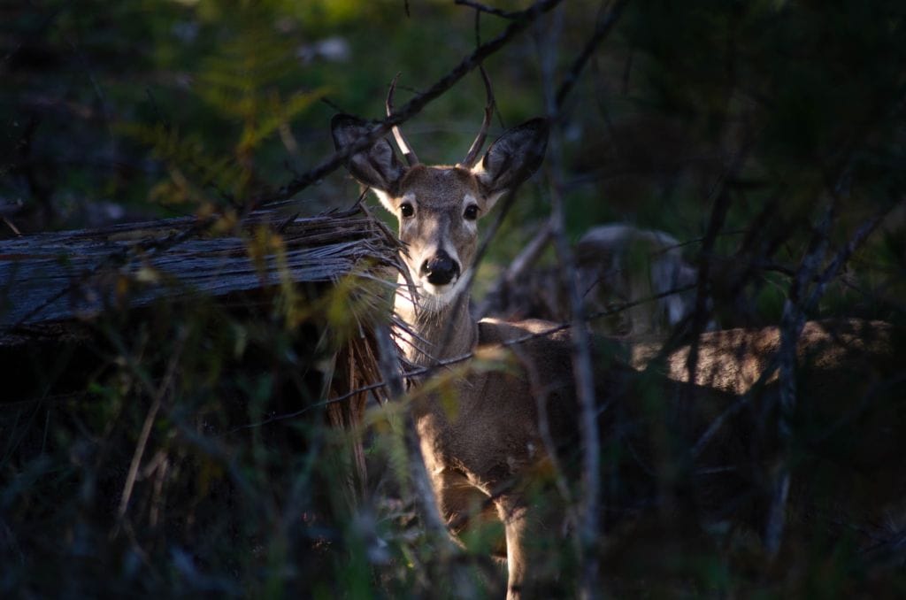 Photo of male deer staring through dense understory.
