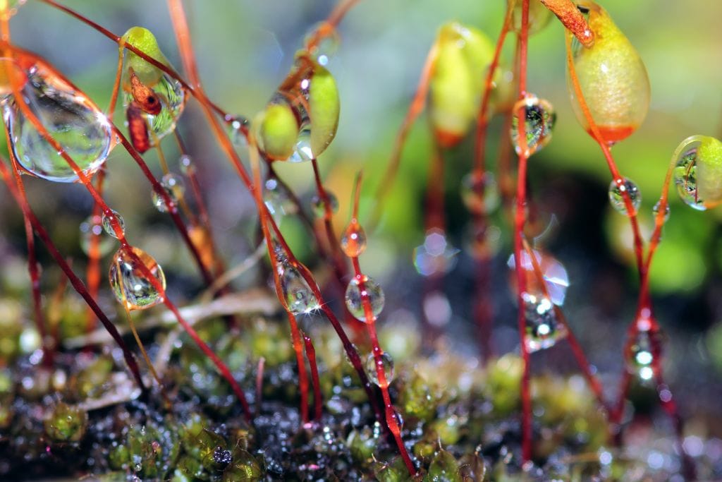 Close-up photo of dewdrops on moss