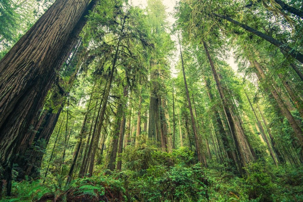 View looking up through the forest.