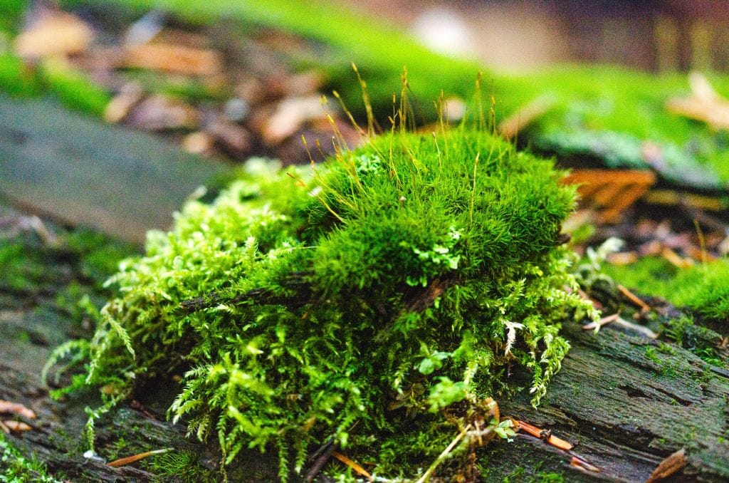 Moss on moss on a nurse log. 