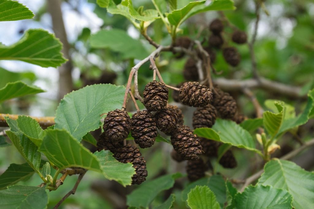 Green alder branches bearing cones.