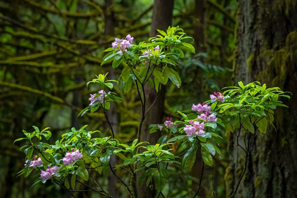 Pacific rhododendron with fuchsia-colored blooms.